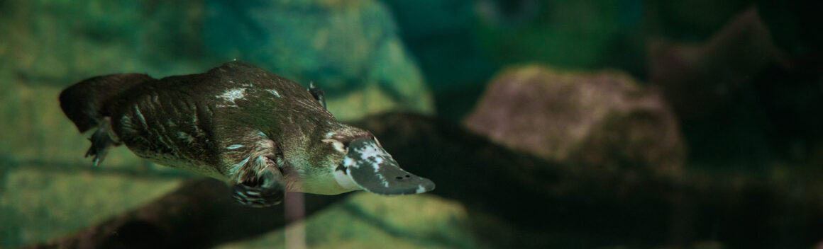 platypus Taronga Zoo Platypus Research Centre