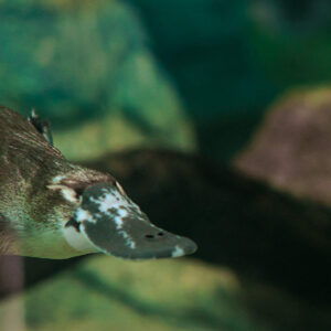 platypus Taronga Zoo Platypus Research Centre